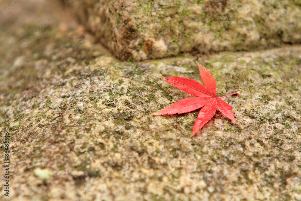 Red maple leaf on stone background Red maple leaf on stone background