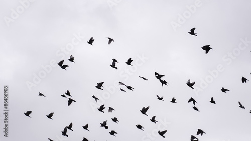 Flock of Birds Circling in the Sky