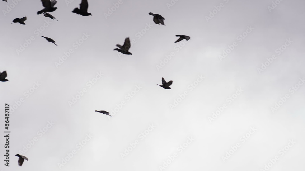 Flock of Birds in the Cloudy Sky Flock of Birds in the Cloudy Sky