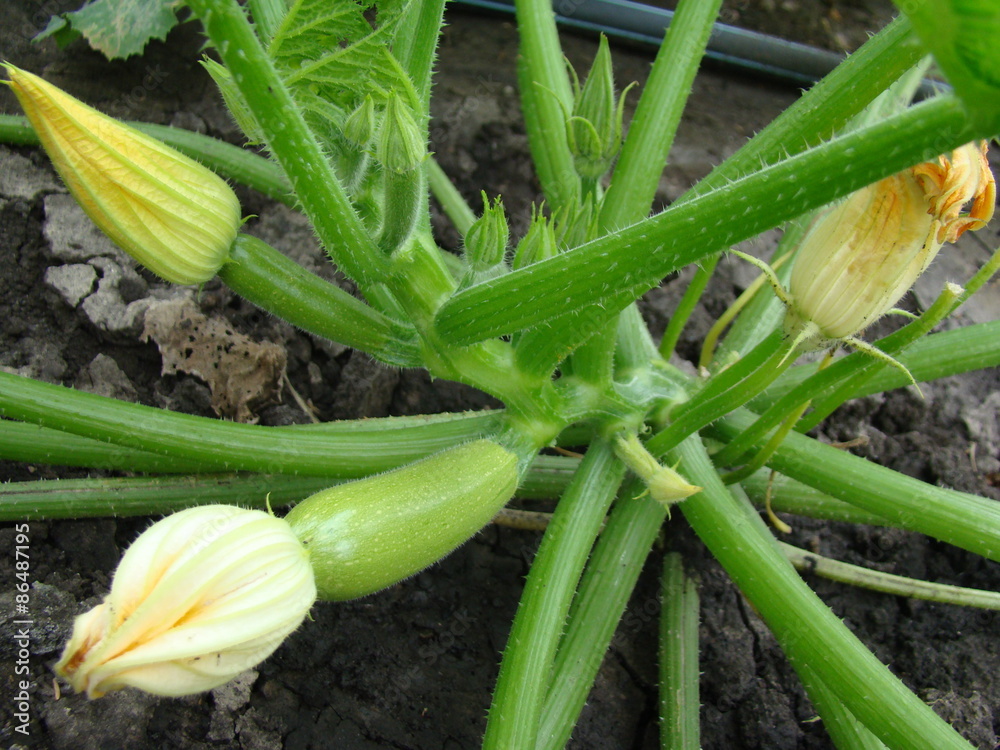 Obraz premium Zucchini