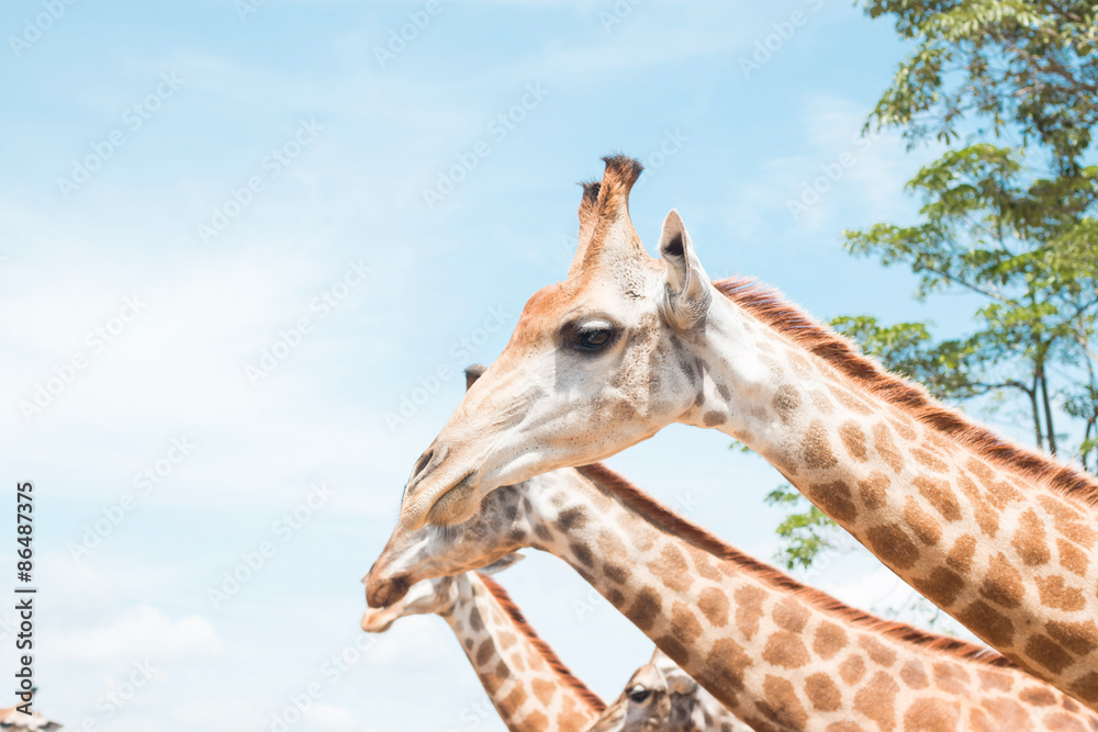 Naklejka premium giraffe on a farm in Thailand 