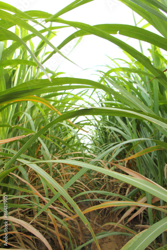 space of between sugarcane row