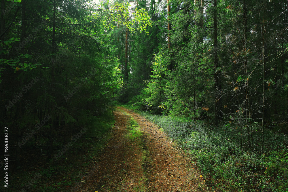 Fototapeta premium Summer dense forest landscape