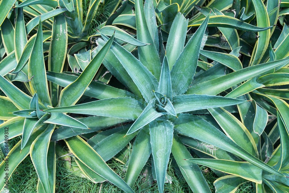 Fototapeta premium Sharp pointed agave plant leaves