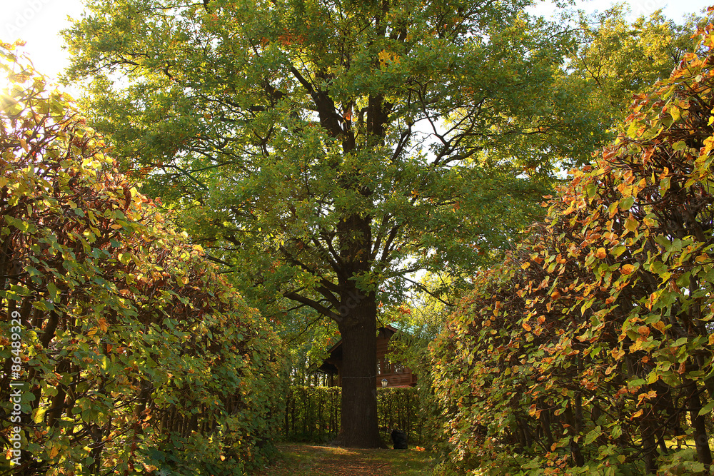 Fototapeta premium Summer in the city park landscape