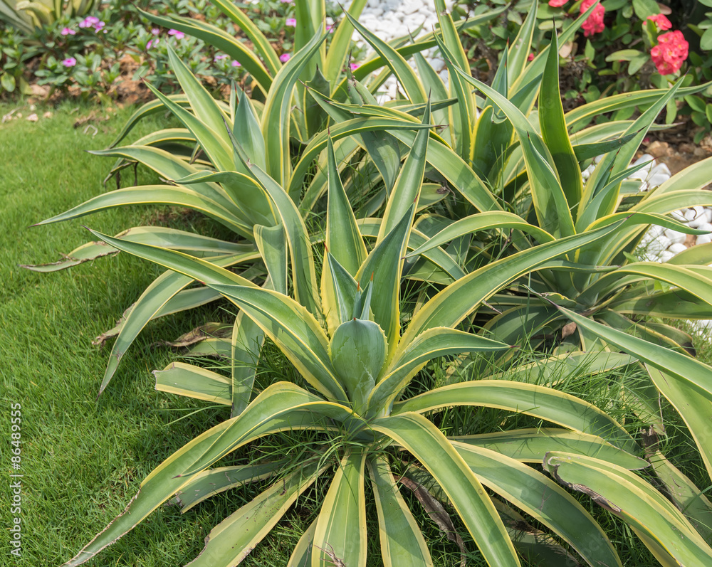 Sharp pointed agave plant leaves Sharp pointed agave plant leaves