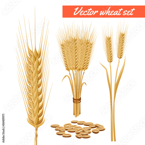 Wheat plant heads and grain poster