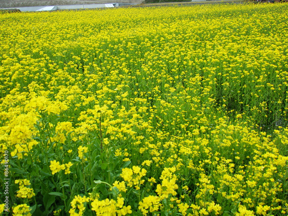 Yellow field