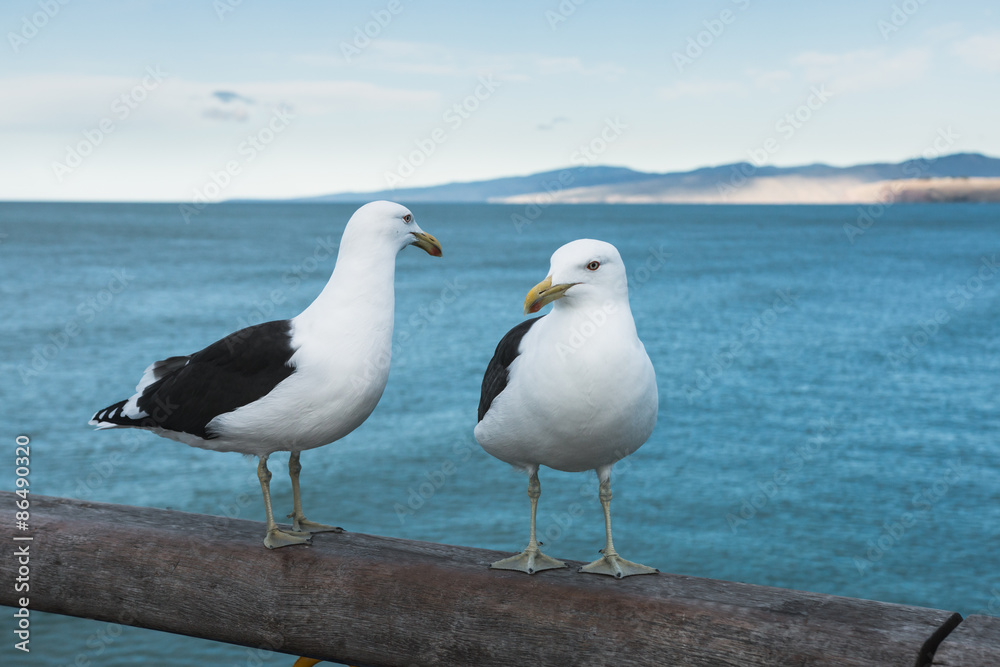 Two seagulls on wooden railing of a pier Two seagulls on wooden railing of a pier