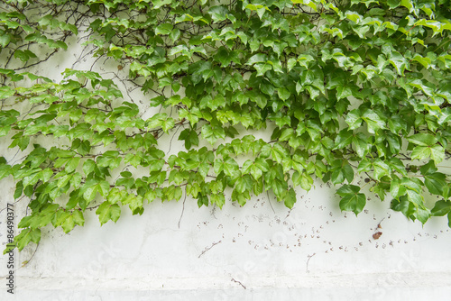 ivy leaves isolated on a white background