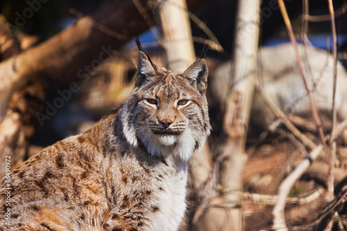 Lynx in park