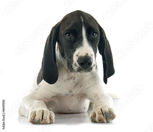 Fototapeta Naklejka Na Ścianę i Meble -  puppy Braque d'Auvergne