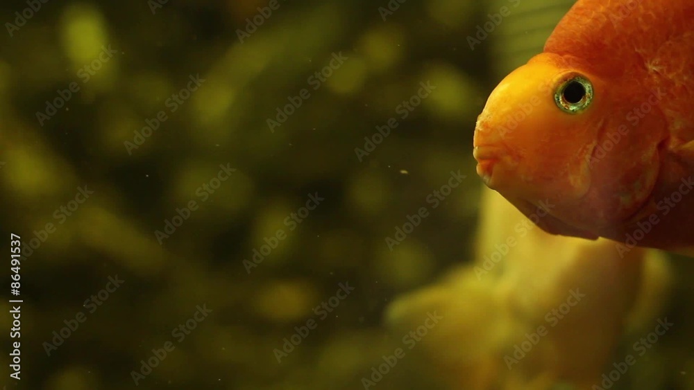 goldfish looking at the camera in the corner of the screen goldfish looking at the camera in the corner of the screen