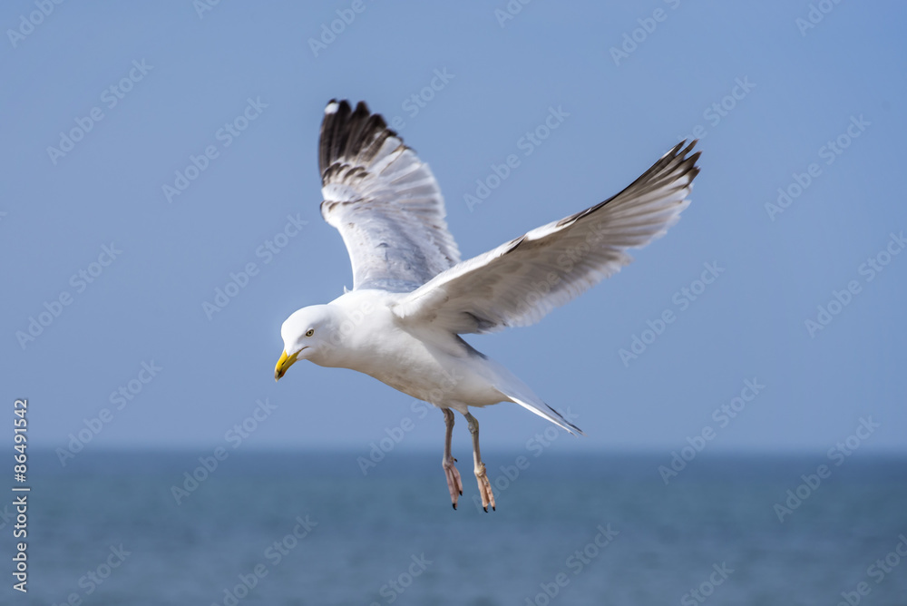 Fototapeta premium Silbermöwe, Larus argentatus Pontoppidan im Flug