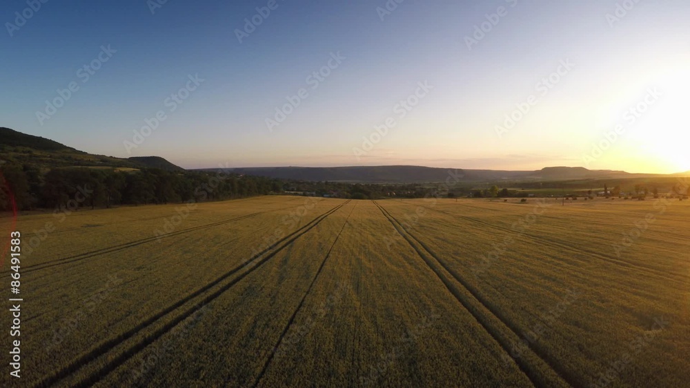 Aerial Flight over the wheat field in sunset Aerial Flight over the wheat field in sunset