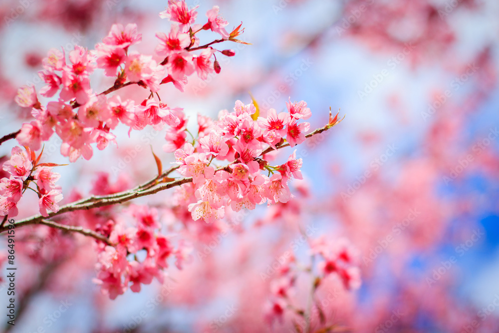 Japanese cherry blossom in spring Japanese cherry blossom in spring