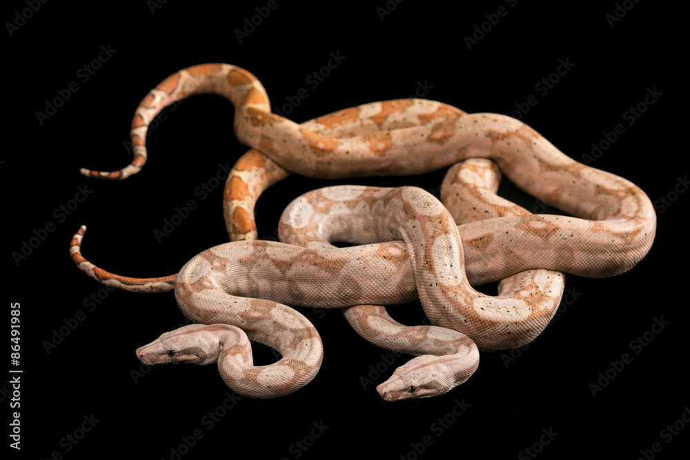 Obraz premium Trimeresurus puniceus