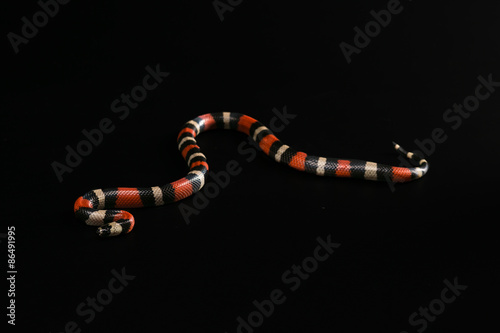 Pueblan milk snake 