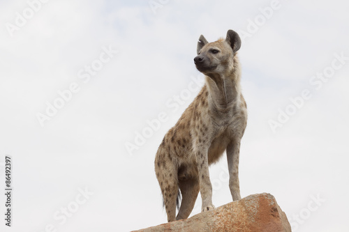 Obraz na plátně Hyena