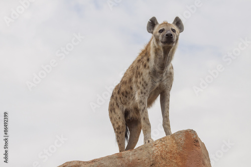 Canvas Print hyena