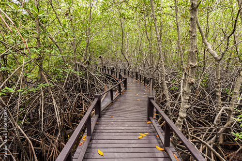 Wooden bridge the forest mangrove at Petchaburi, Thailand