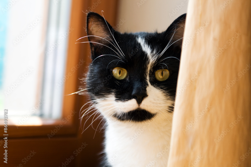 Black and white cat hiding behind a yellow curtain Black and white cat hiding behind a yellow curtain