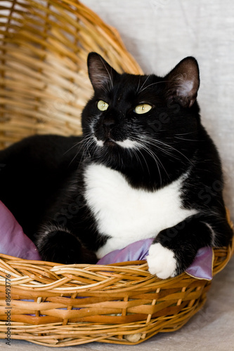 Black cat lying in a basket with purple pillow © myrka