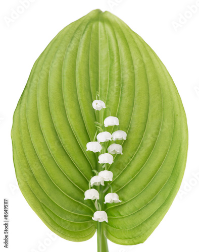 Fototapeta Naklejka Na Ścianę i Meble -  Llily of the valley