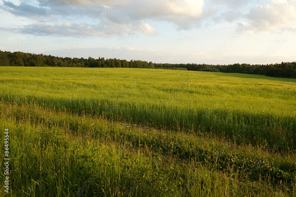 Obraz premium поле