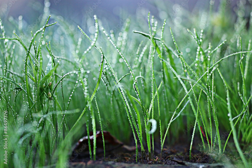 Obraz premium macro rye grass web