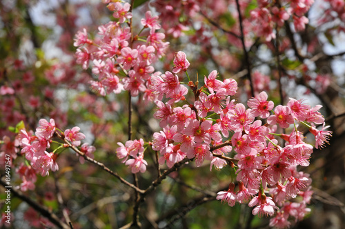 Wild Himalayan Cherry with clear blue sky © aee_werawan