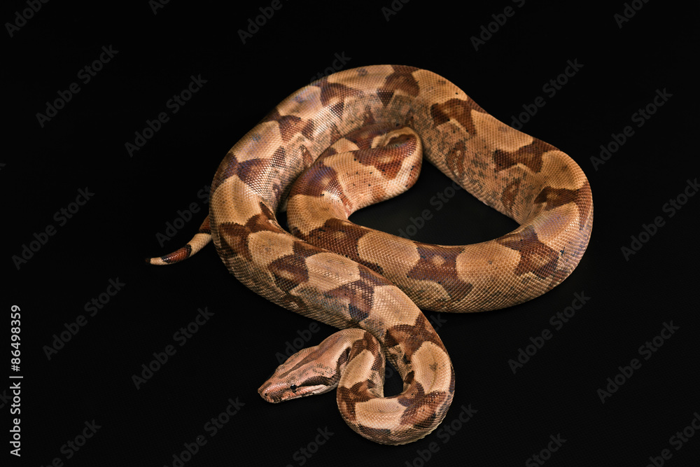 Boa constrictors isolated on black background Boa constrictors isolated on black background