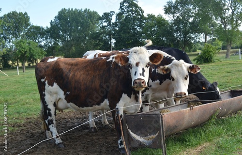 vaches laitières