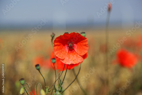 Flanders' Field of Poppies photo