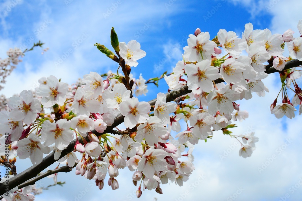 Beautiful pink cherry blossom in Vilnius city Beautiful pink cherry blossom in Vilnius city