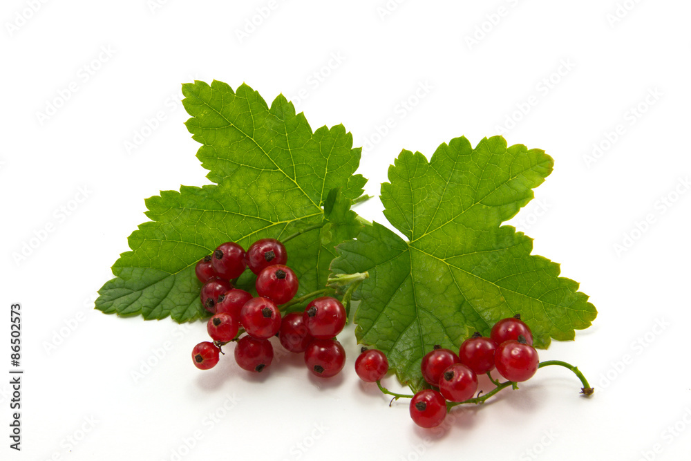 currant currant