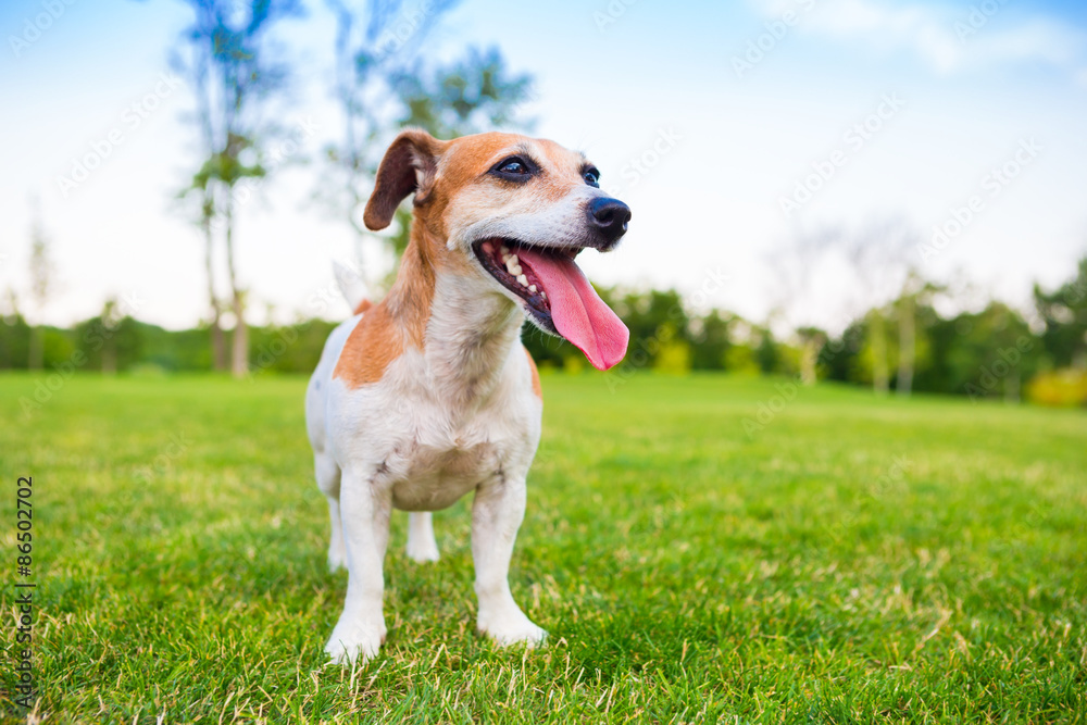 Dog is active on the background of beautiful bright summer nature. Dog is active on the background of beautiful bright summer nature.