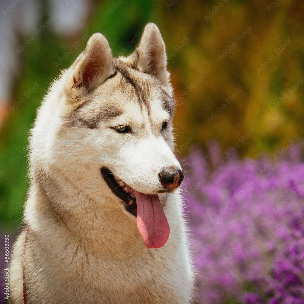 Obraz premium Grey dog lying on the footpath. Flowering lavender in the background. Portrait of a Siberian Husky.