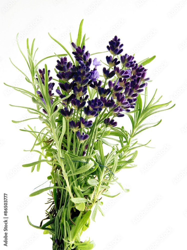 Fototapeta premium rosemary herb with lila flowers