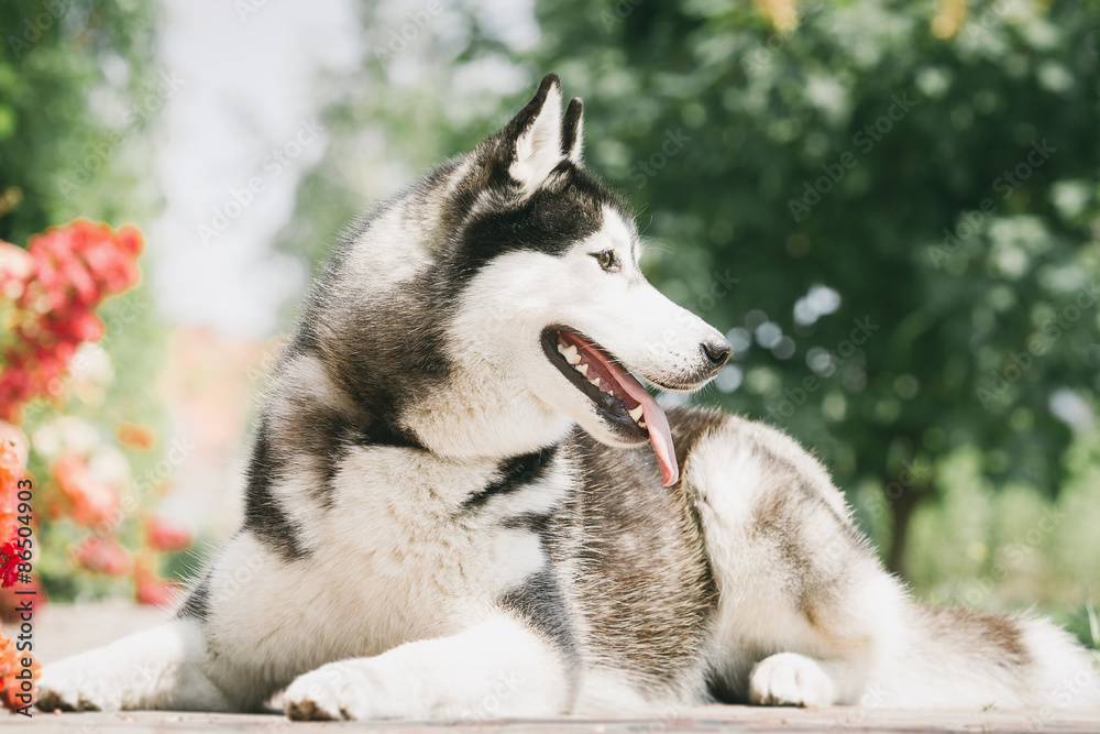 Black dog lying near a bush blooming roses. Portrait of a Siberian Husky.