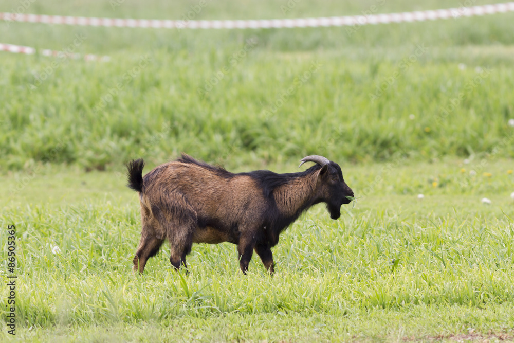 Fototapeta premium goat in the farm