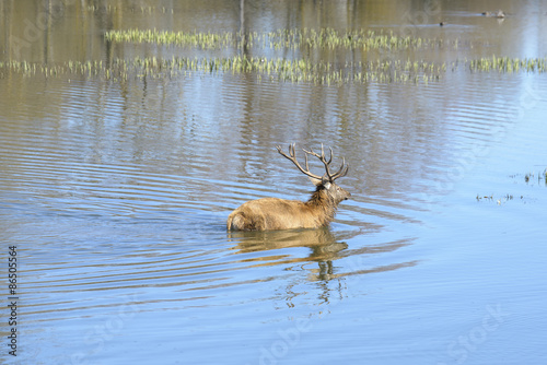 Deer in a lake, Salburua park, Vitoria (Spain) © Noradoa
