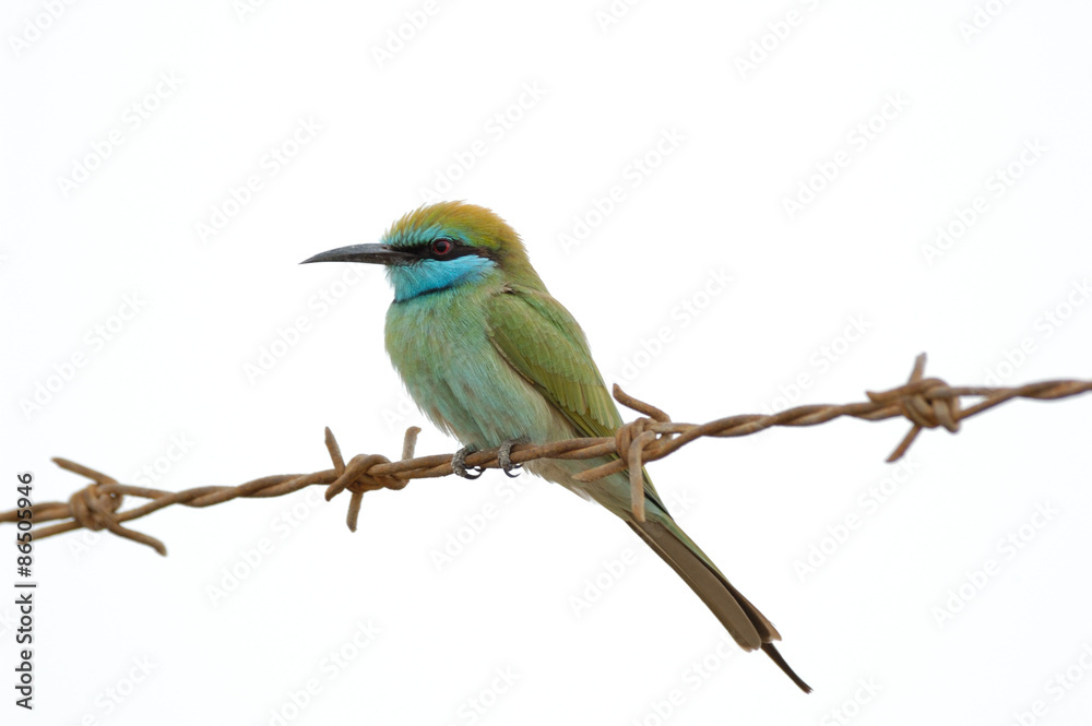 Little Green Bee-eater on barbed wire in Sharjah emirate of UAE