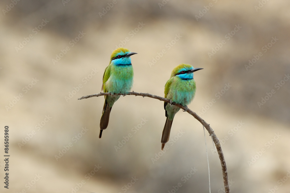 Two Little Green Bee-eaters in Sharjah emirate of UAE
