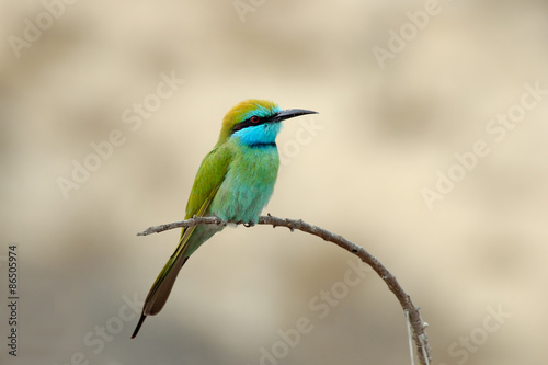 Little Green Bee-eater in Sharjah emirate of UAE
