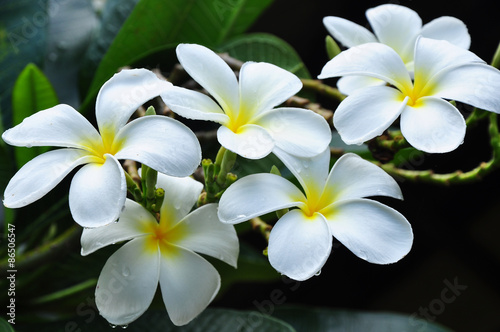Plumeria / is white flower 