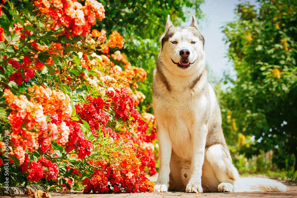 Portrait of a Siberian Husky. The dog sits near blooming roses. Nordic dogs in the summer. Portrait of a Siberian Husky. The dog sits near blooming roses. Nordic dogs in the summer.