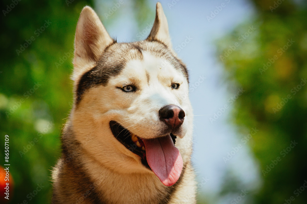 Portrait of a Siberian Husky. The dog sits near blooming roses. Nordic dogs in the summer.