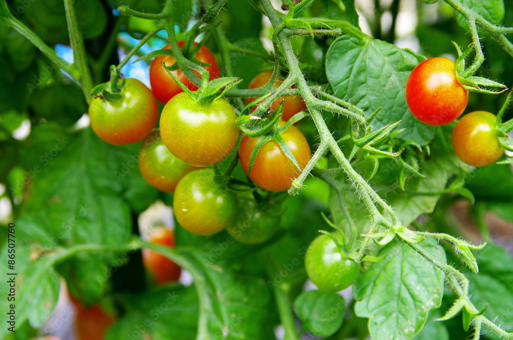 プチトマトの家庭菜園