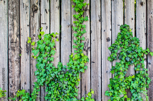 uncared wooden fence with vignetting and climbing ivy plant
